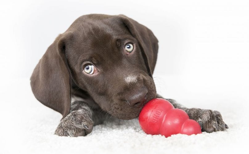 best place to buy dog toys