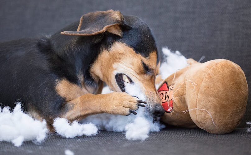 dog swallowed stuffed toy