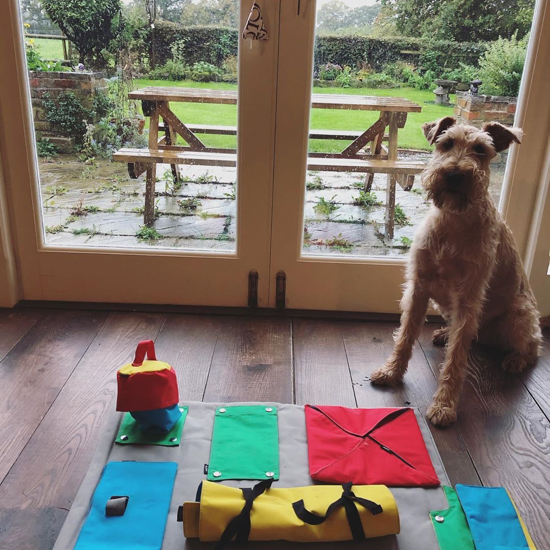 puzzles for smart dogs