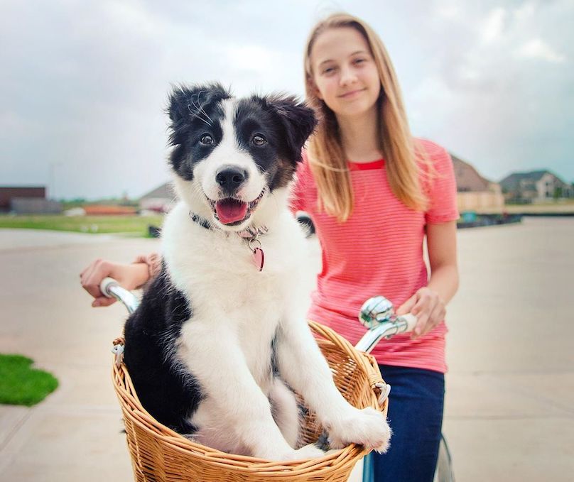 Border Collie Breed Information Guide Facts & Pictures BARK