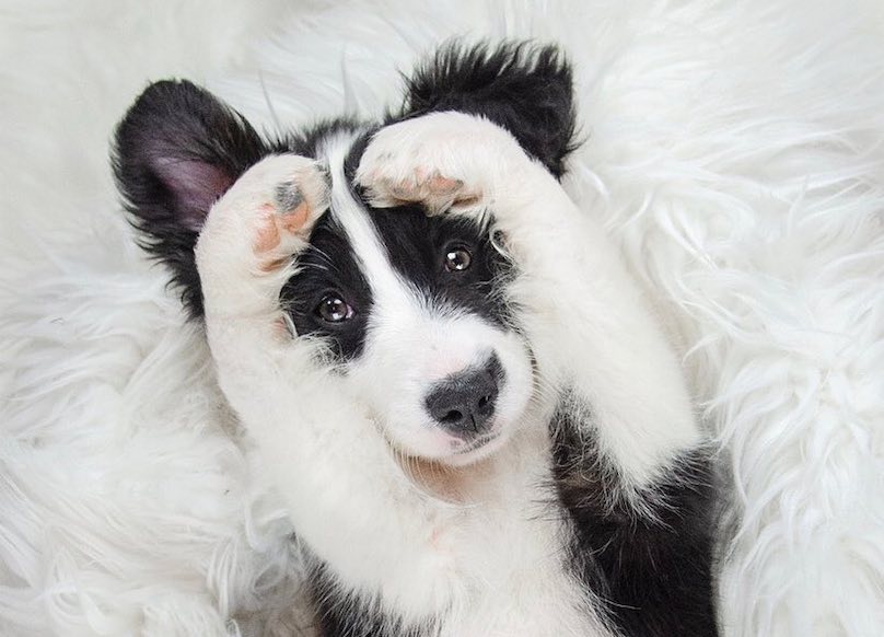 Border Collie Breed Information Guide Facts & Pictures BARK