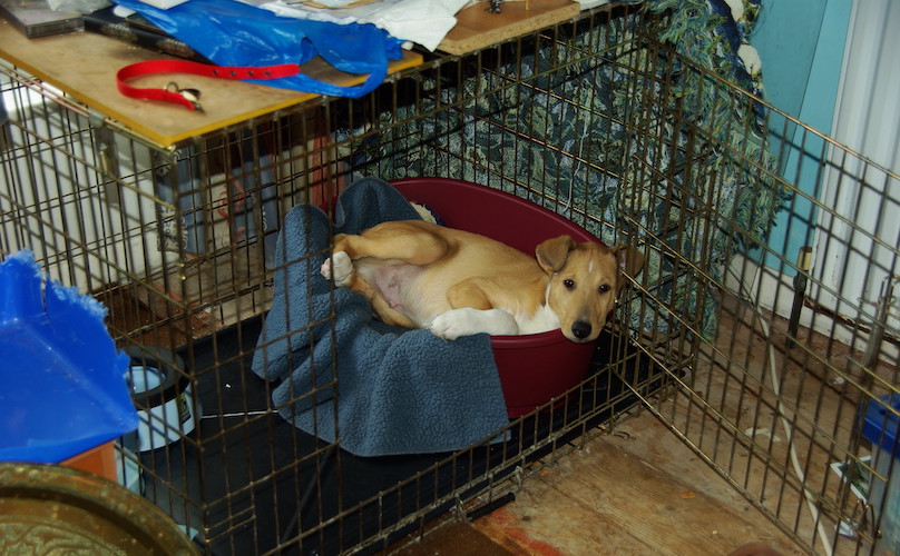 Crate Training 101 How Do I Use It To Help My New Dog