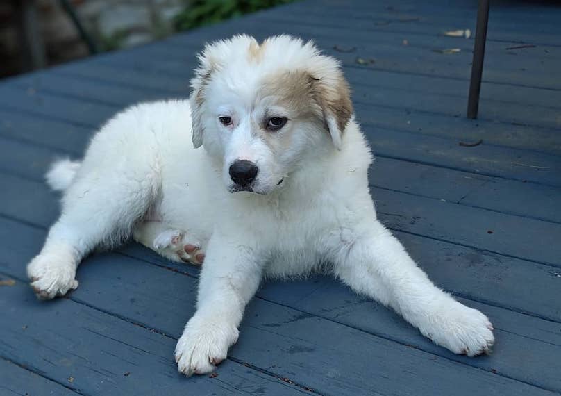 Great Pyrenees Breed Information Guide: Facts And Pictures ...