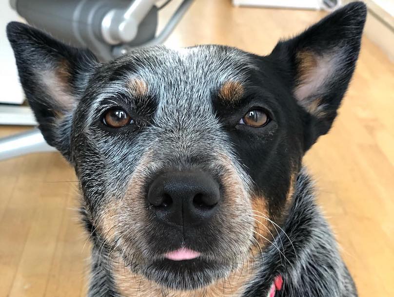 Australian Cattle Dog Breed Information Guide Quirks Pictures Personality Facts Barkpost