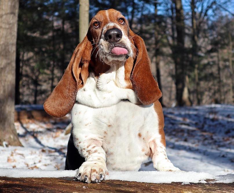 Basset Hound Breed Information Guide: Facts And Pictures | BARK