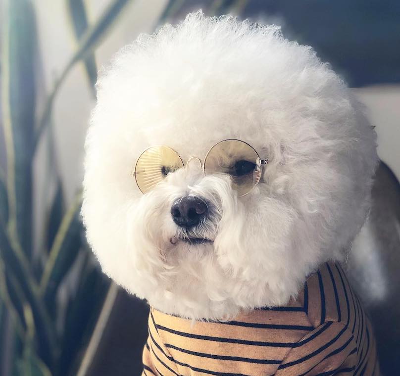 Bichon Frisé Breed Information Guide: Quirks, Pictures, Personality