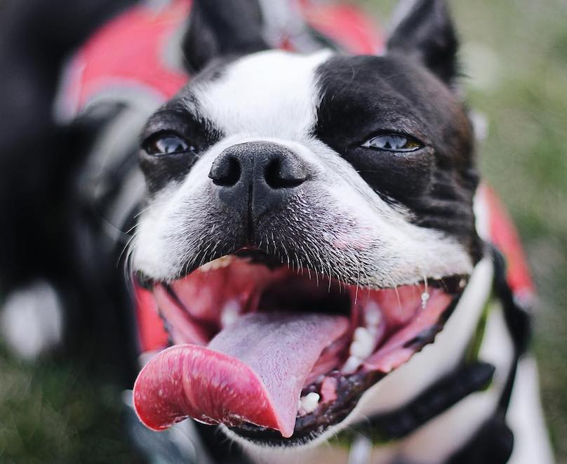 Boston Terrier Breed Information Guide: Facts And Pictures | BARK