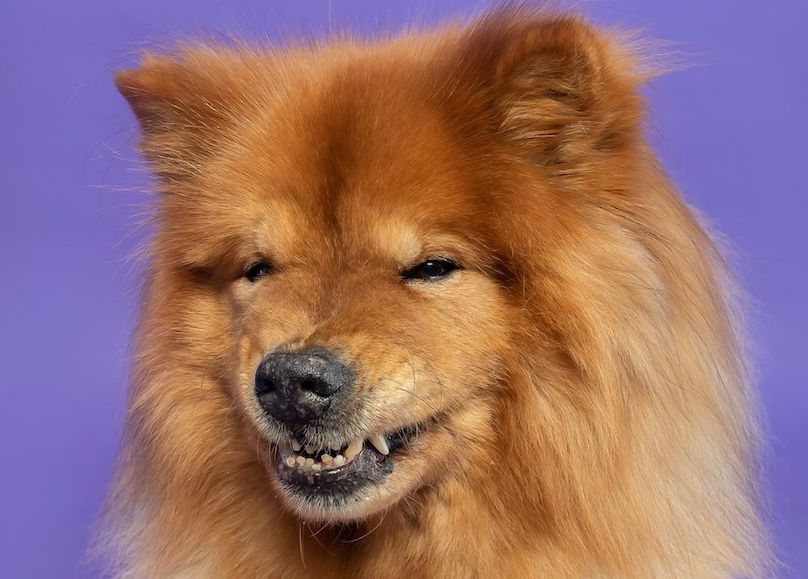 Chow Chow Breed Information Guide Facts And Pictures BARK