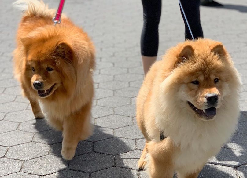 Chow Chow Breed Information Guide 