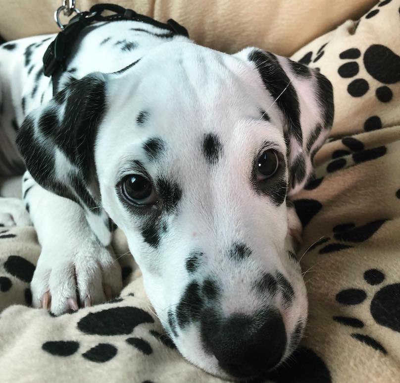 Dalmatian Breed Information Guide Quirks, Pictures