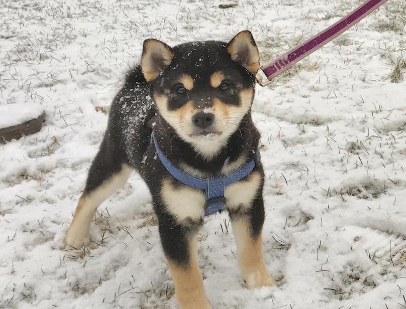 Shiba Inu Breed Information Guide Quirks Pictures Personality