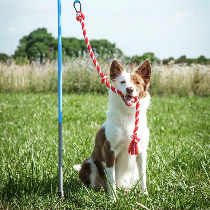 best outdoor toys for dogs