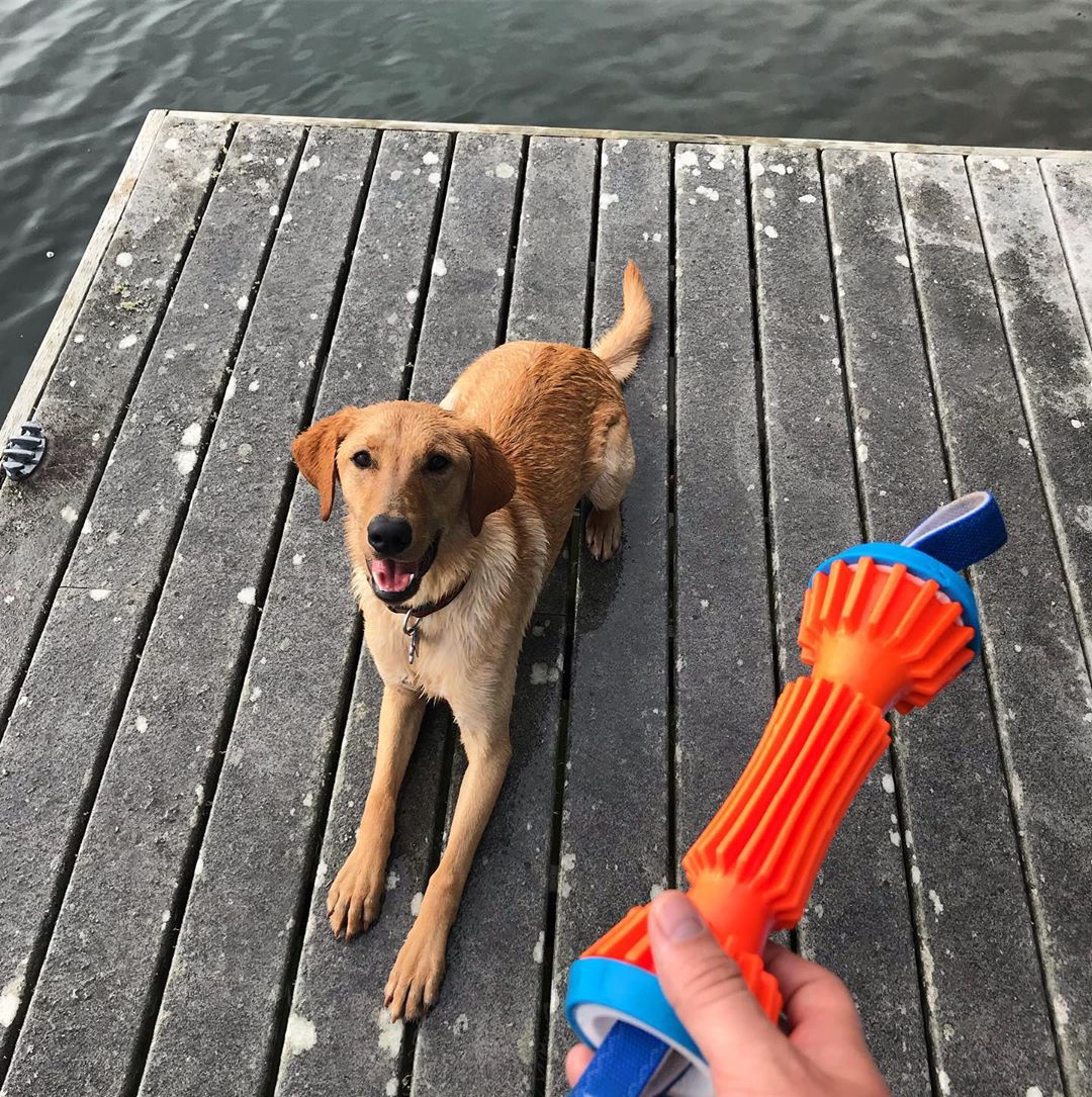 13 Coolest Outdoor Dog Toys Of All Time Barkpost