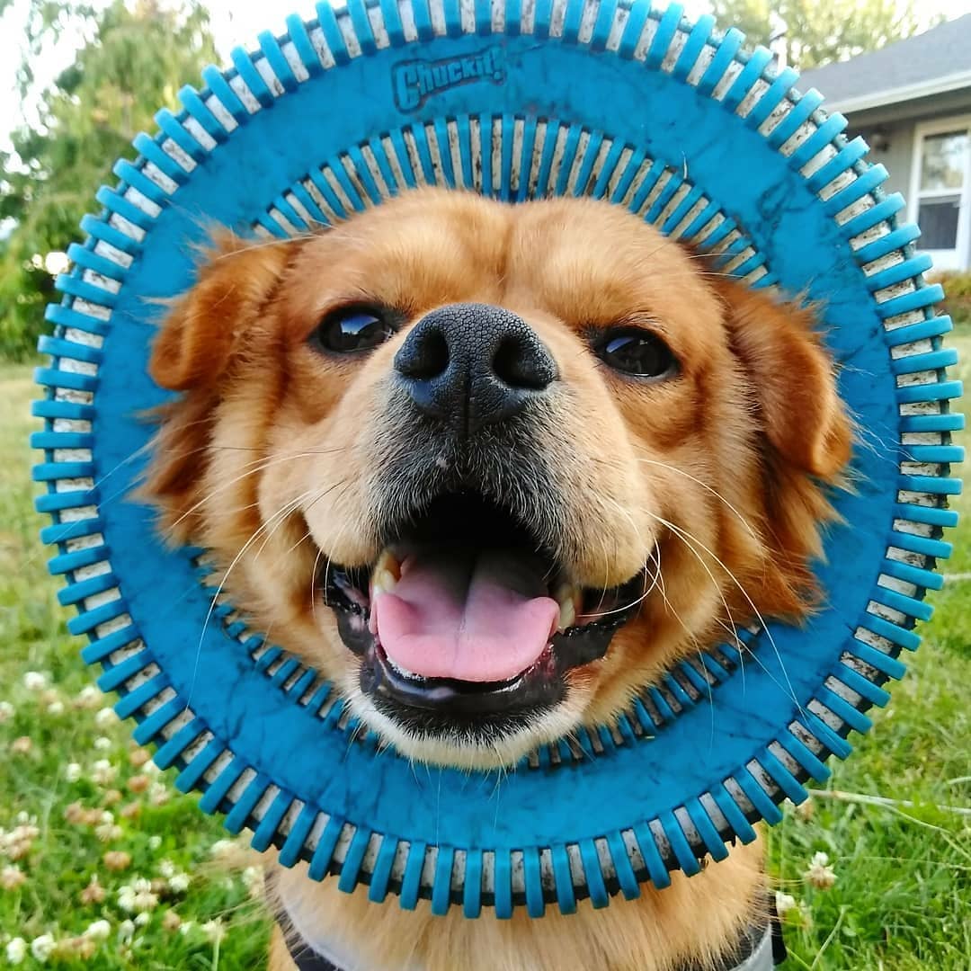 outdoor toys for large dogs