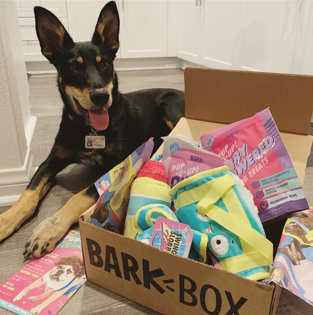 bark toys for dogs