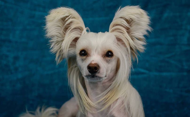 chinese crested training