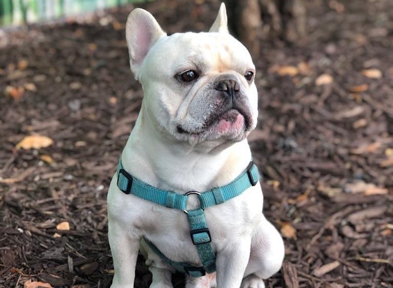 French Bulldog Breed Information Guide Quirks, Pictures