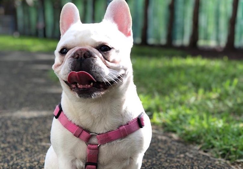 French Bulldog Breed Information Guide: Quirks, Pictures ...
