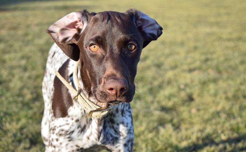 best toys for german shorthaired pointer