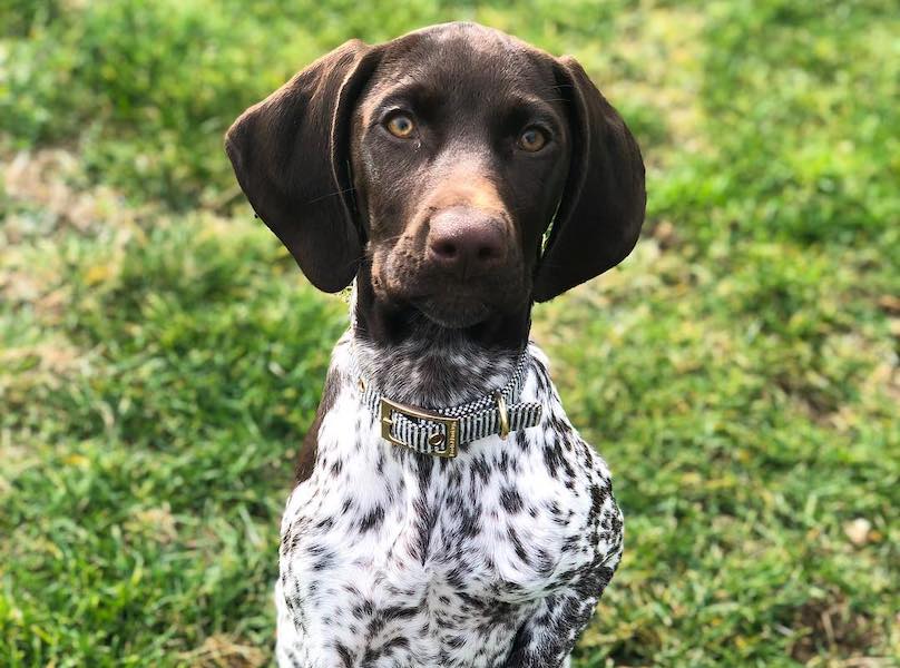 German Shorthaired Pointer Breed Info Guide: Quirks, Pictures ...