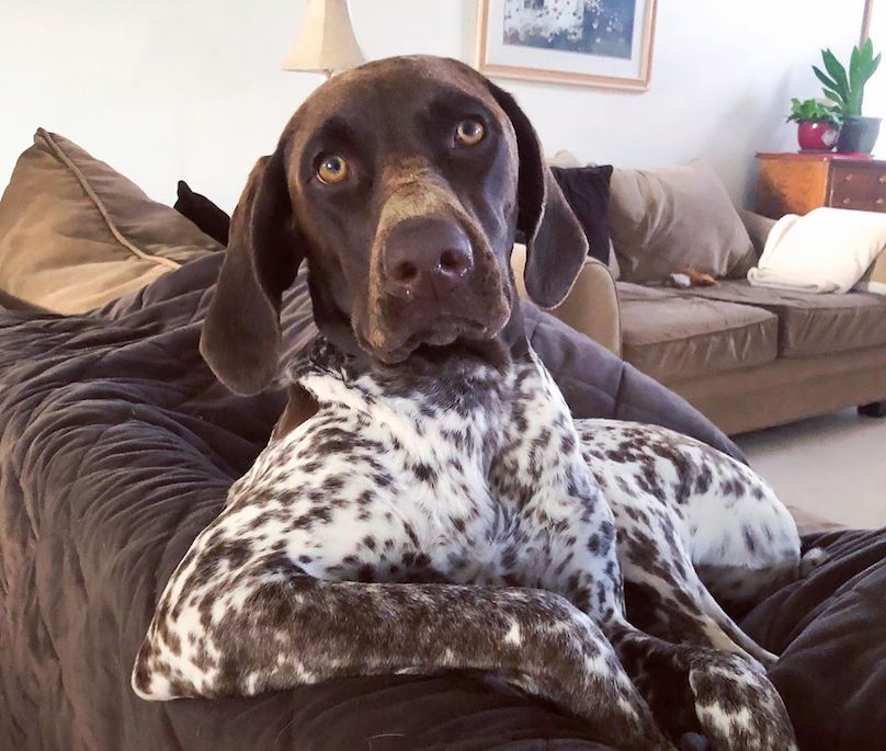 small german shorthaired pointer