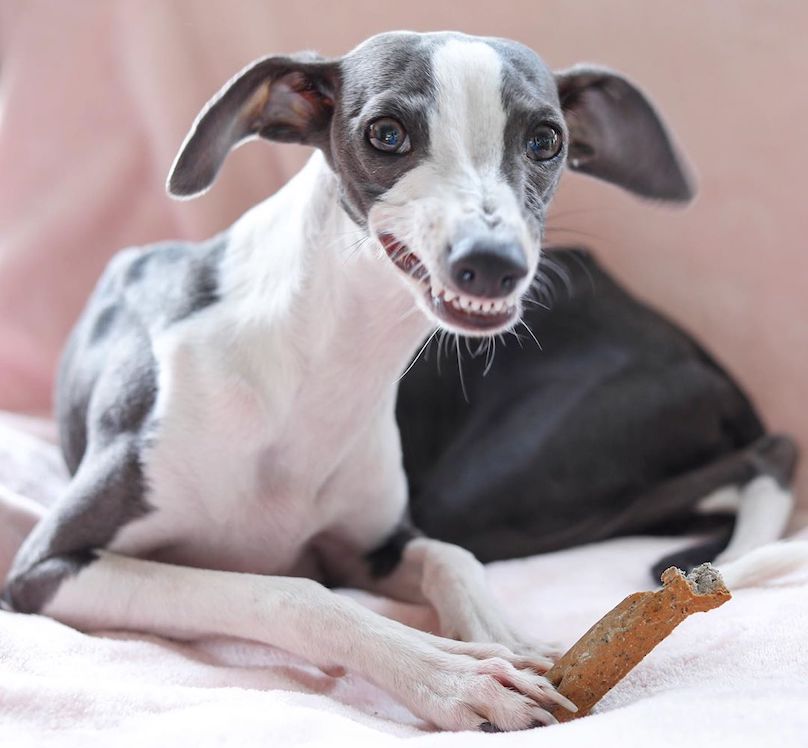 Italian Greyhound Breed Information Guide: Quirks ...
