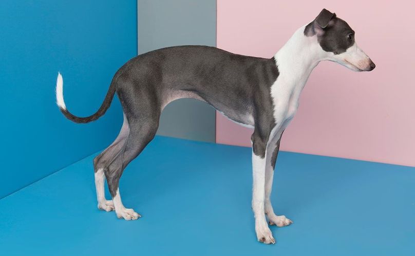 Italian Greyhound Breed Information Guide: Quirks, Pictures, Personality &  Facts - BarkPost