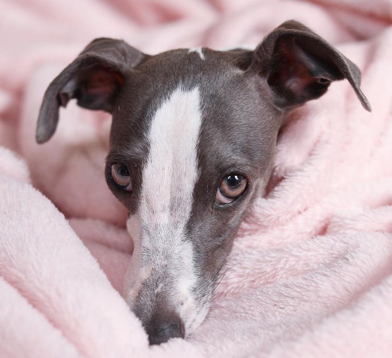 Italian Greyhound Breed Information Guide: Quirks, Pictures ...