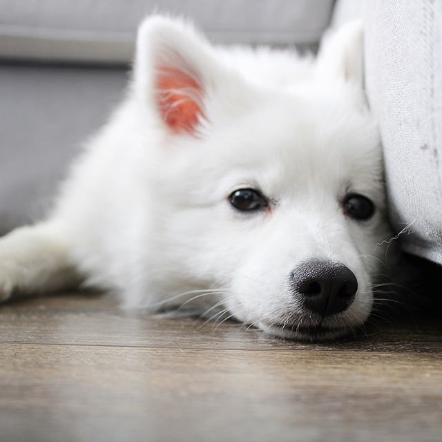 Japanese Spitz Breed Information Guide: Quirks, Pictures, Personality