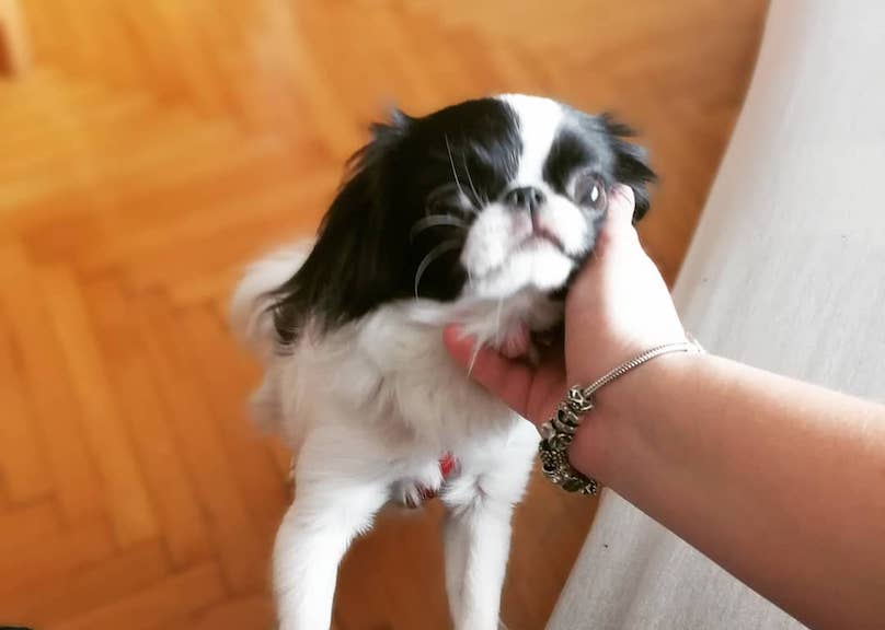 japanese chin rescues