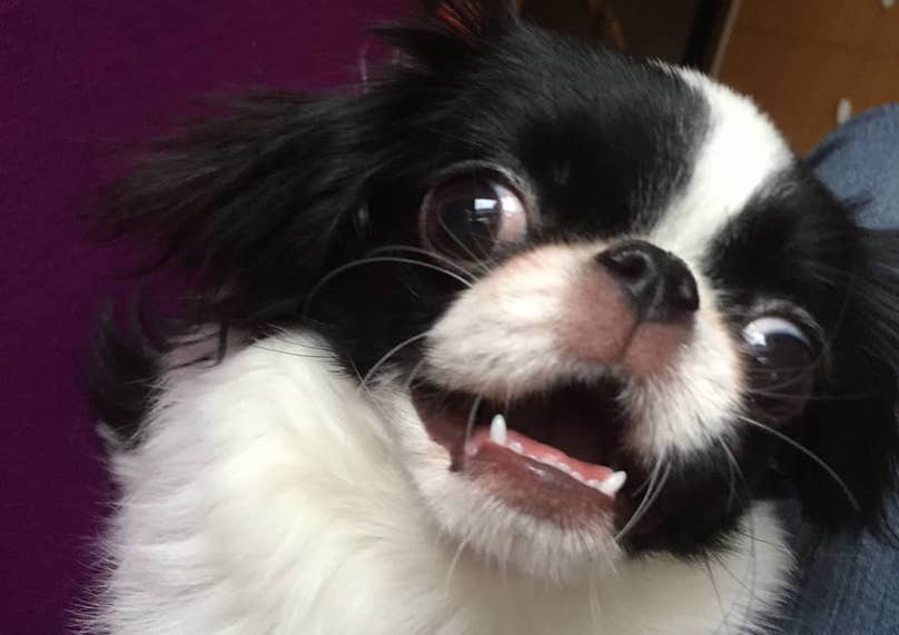 Japanese Chin Breed Information Guide: Quirks, Pictures ...