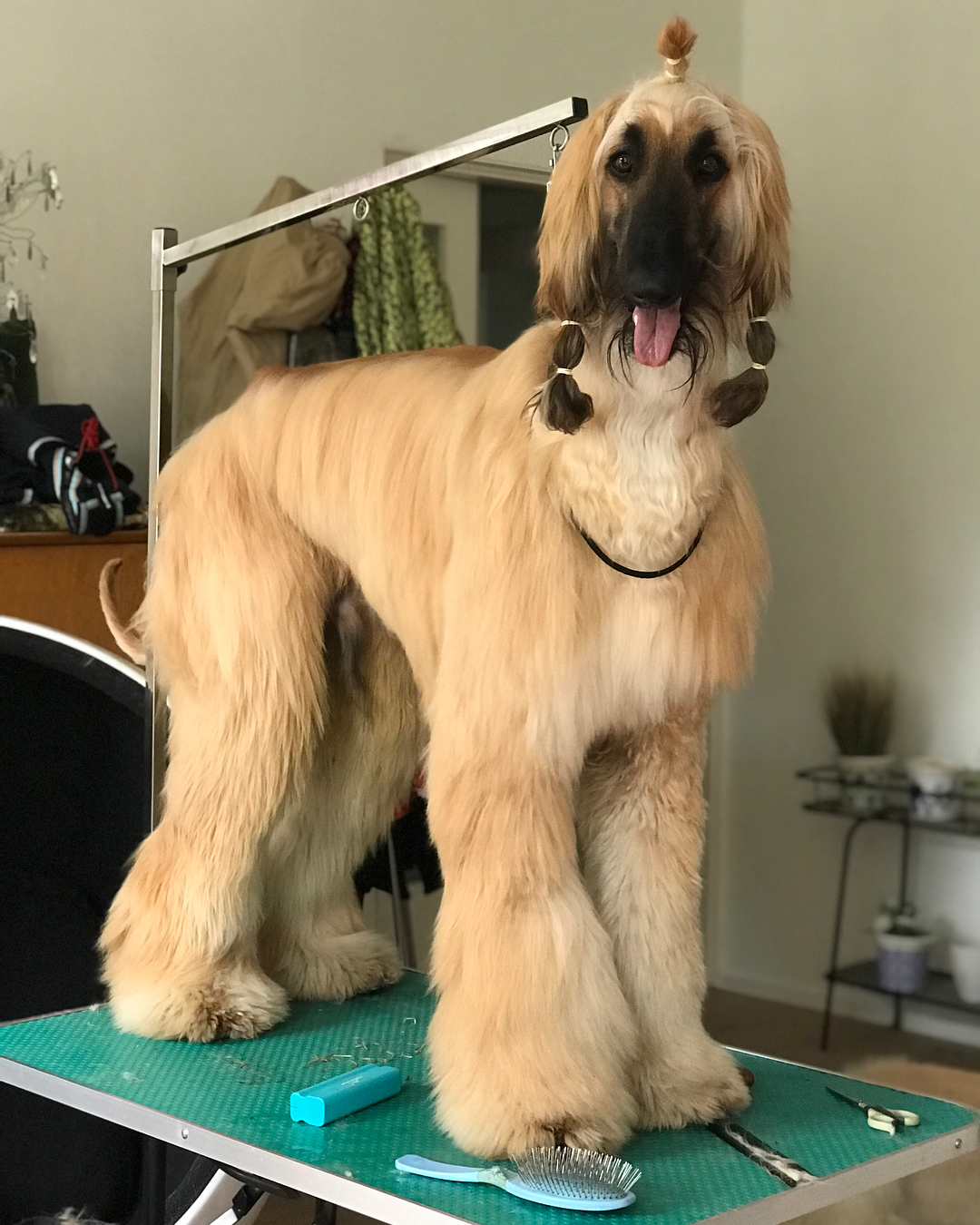 Afghan Hound Breed Information Guide Facts And Pictures Bark