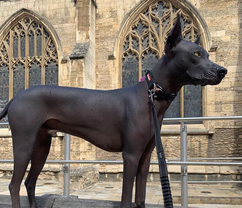 Xoloitzcuintli Breed Information Guide: Facts And Pictures | BARK