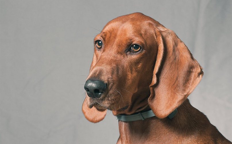 red nose coon hound