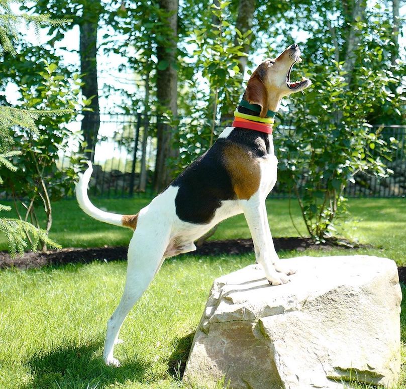 running walker coonhound