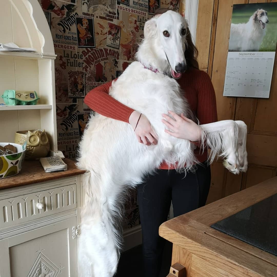 Borzoi-Breed-Info-Guide: Facts And Pictures | BARK