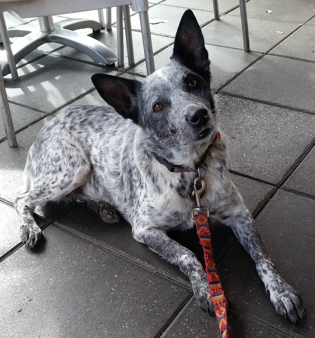 Australian Stumpy Tail Cattle Dog Breed Info Guide Facts Pictures Bark