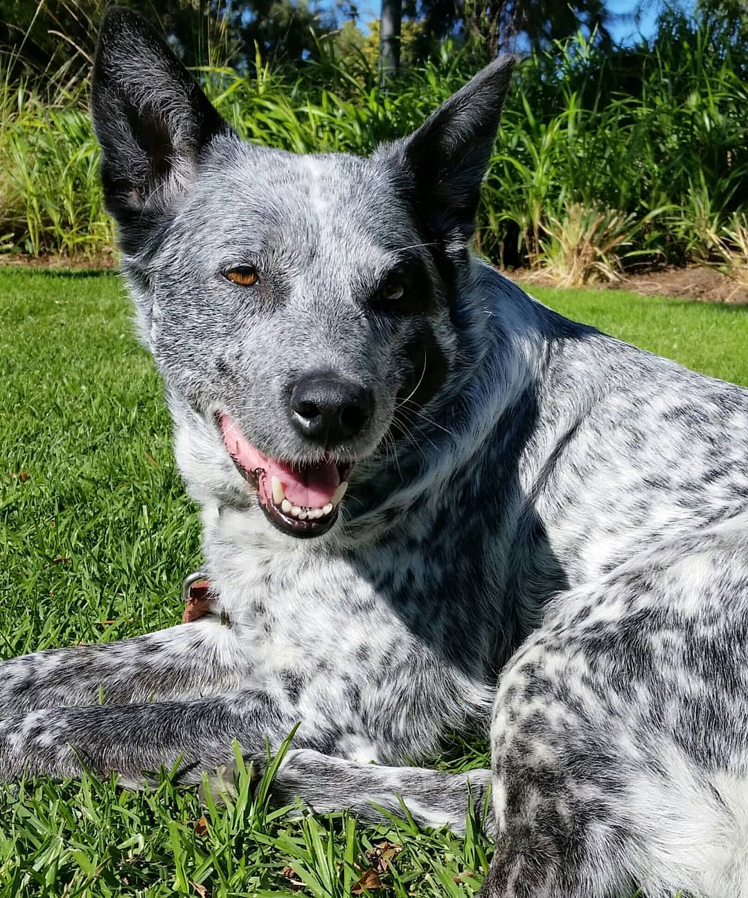 Australian Stumpy Tail Cattle Dog Breed Info Guide Facts Pictures Bark